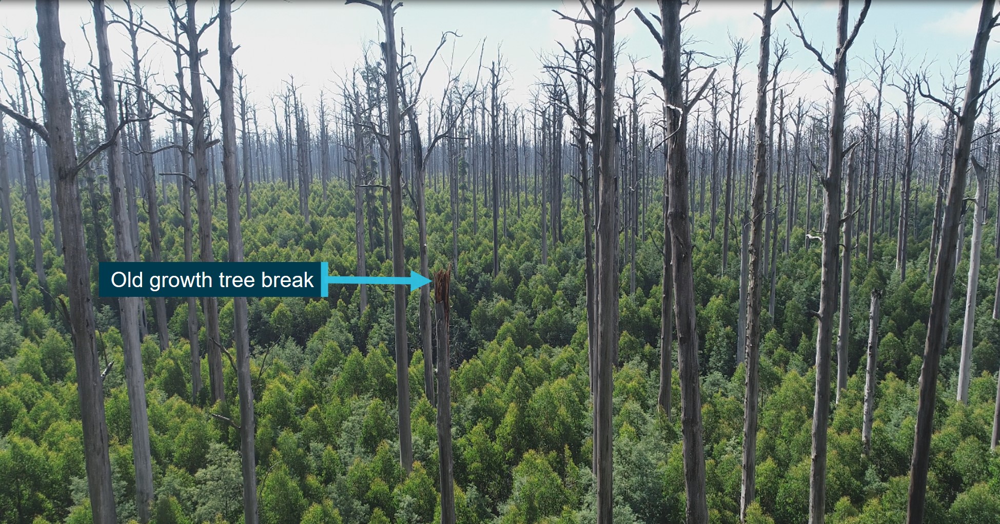 Figure 8: View to the north of old growth tree break from overhead the main wreckage site