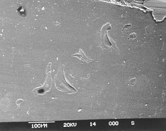 Figure 27. Pitting damage as found on non-thrust side of the inner race.