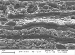 figure 5 Scanning electron micrographs showing the features of the ductile fracture region