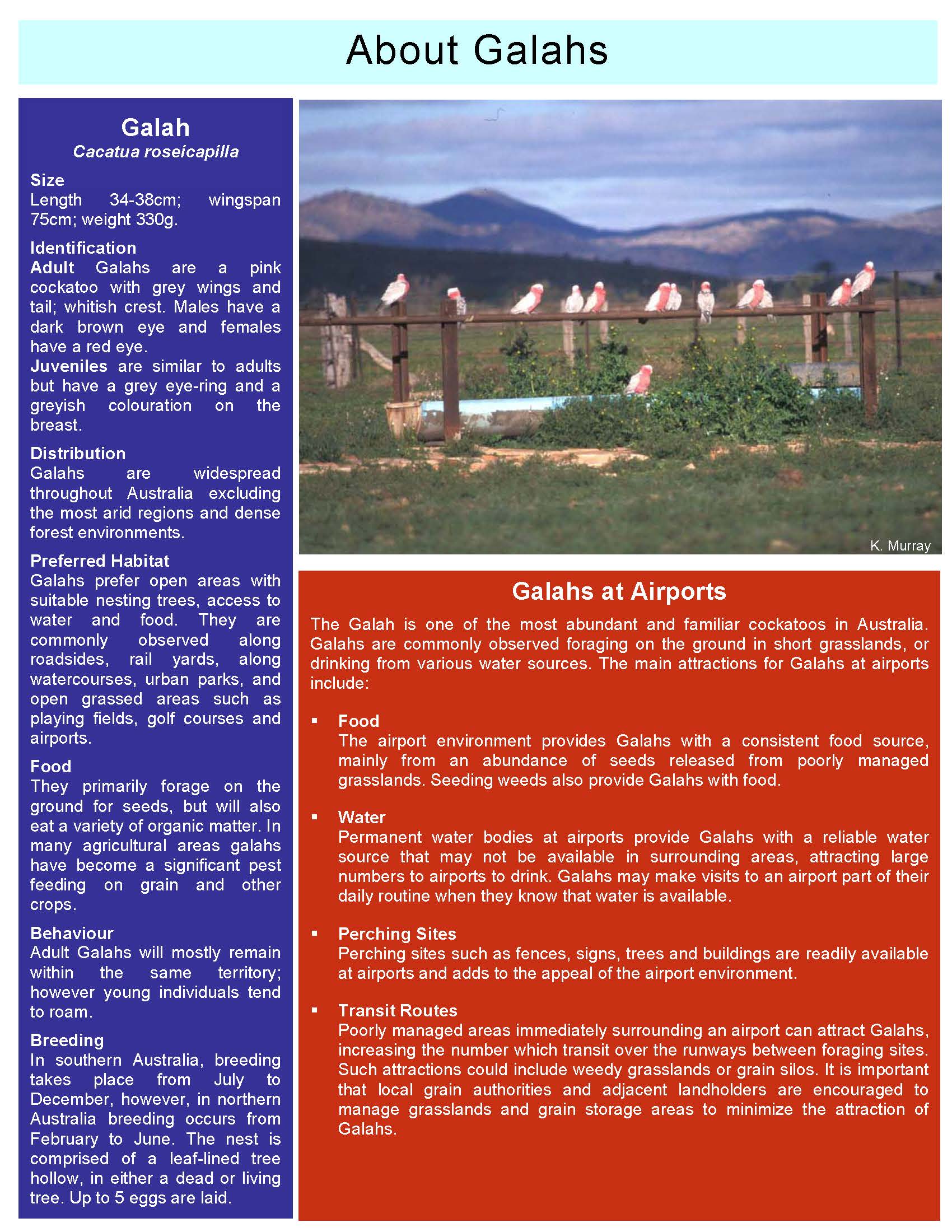 ATSB Bird Information Sheet No 6