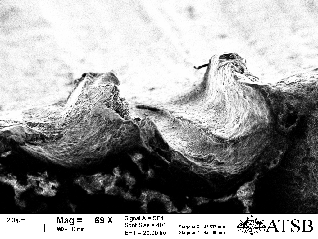 Figure 54: High magnification SEM image of the abrasion damage