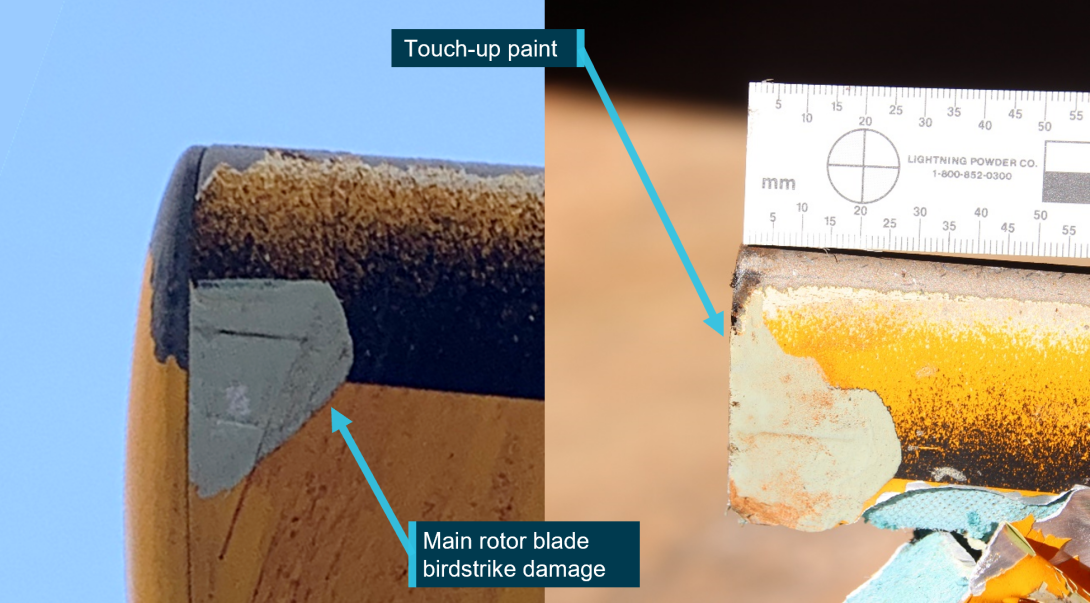 Figure 29: Damage to VH-NBY main rotor following bird strike, and blade at accident site